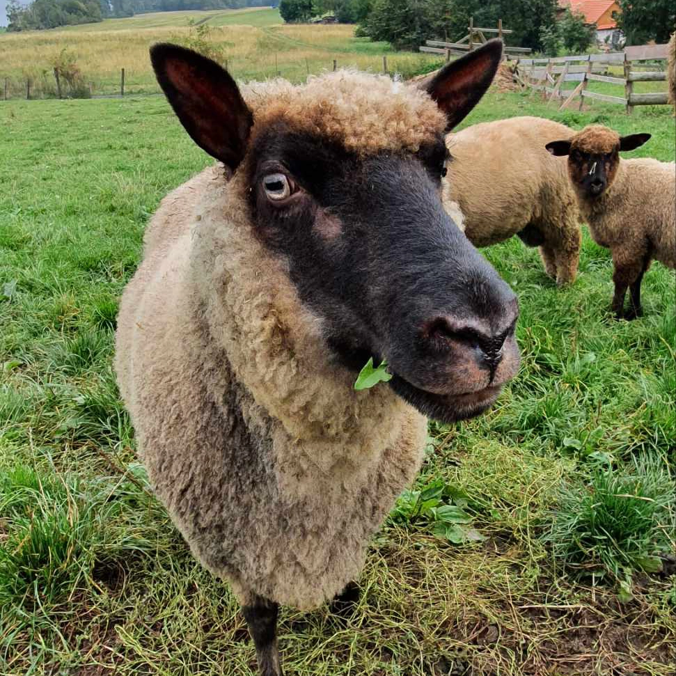 Roubenka teepee Česká Rybná Vysočina